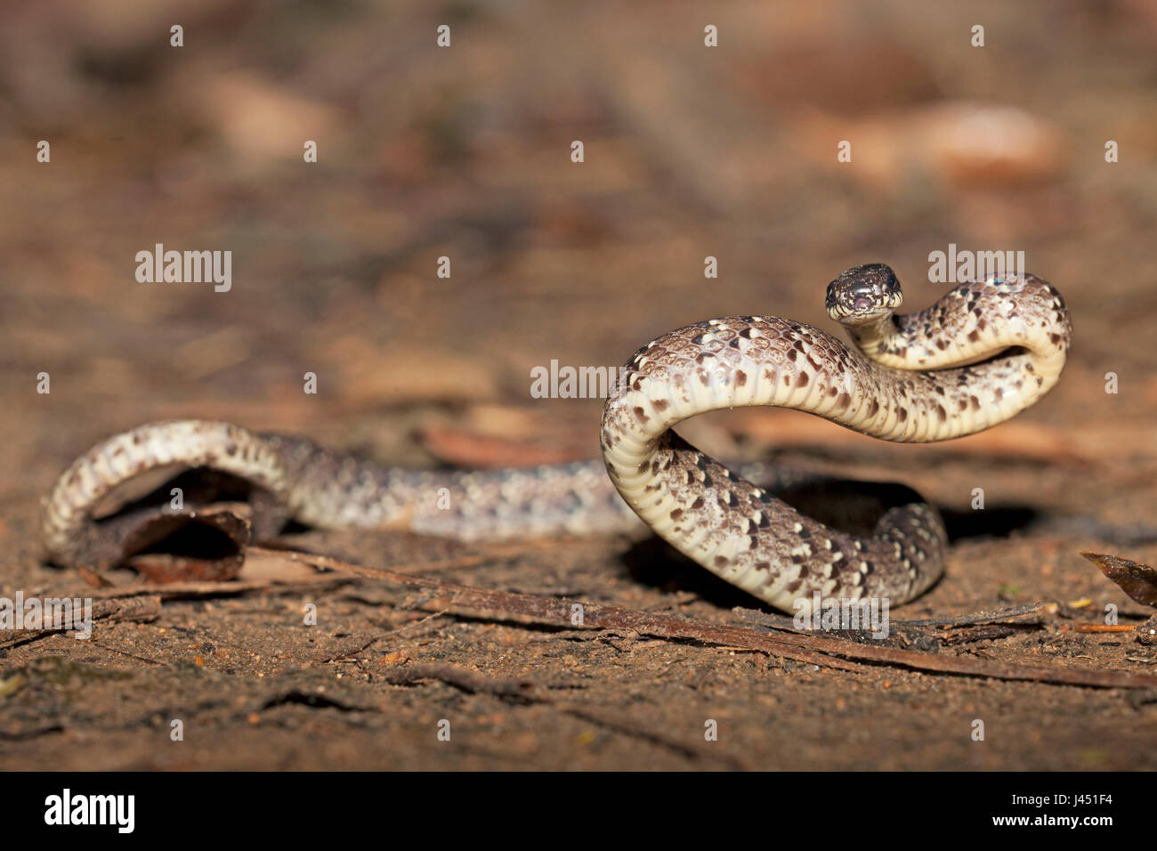 Gefleckte Schnecke Schlange auf dem Waldboden im Dschungel Stockfoto