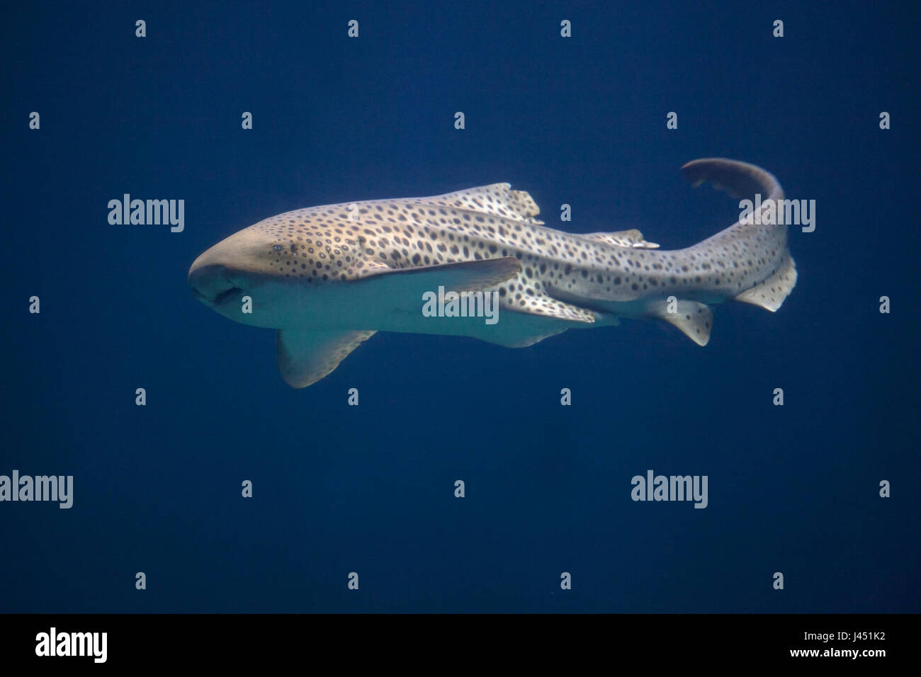 Zebra Shark im Blauwasser Stockfoto