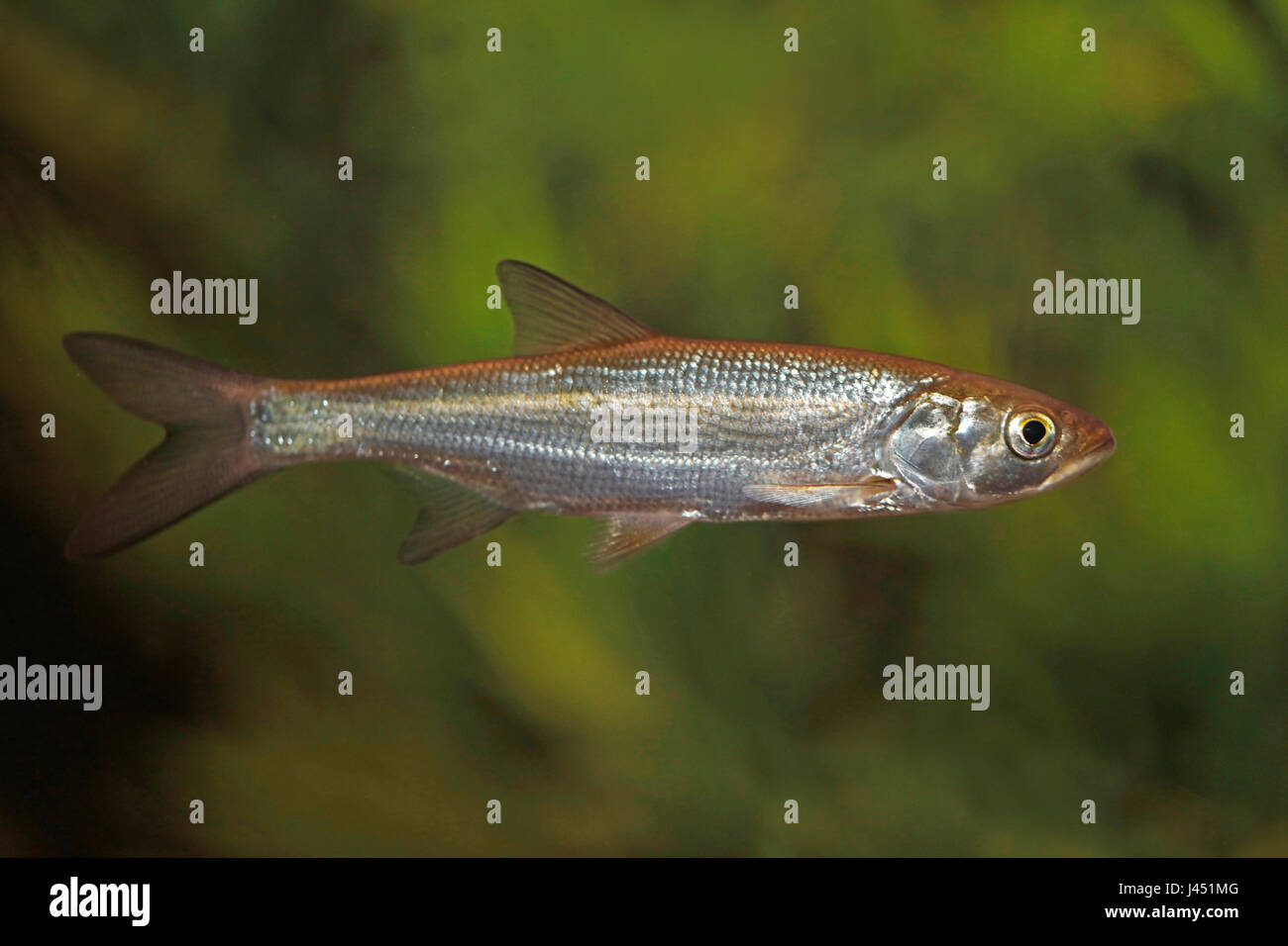 Juvenile Asp vor einem grünen Hintergrund Stockfoto