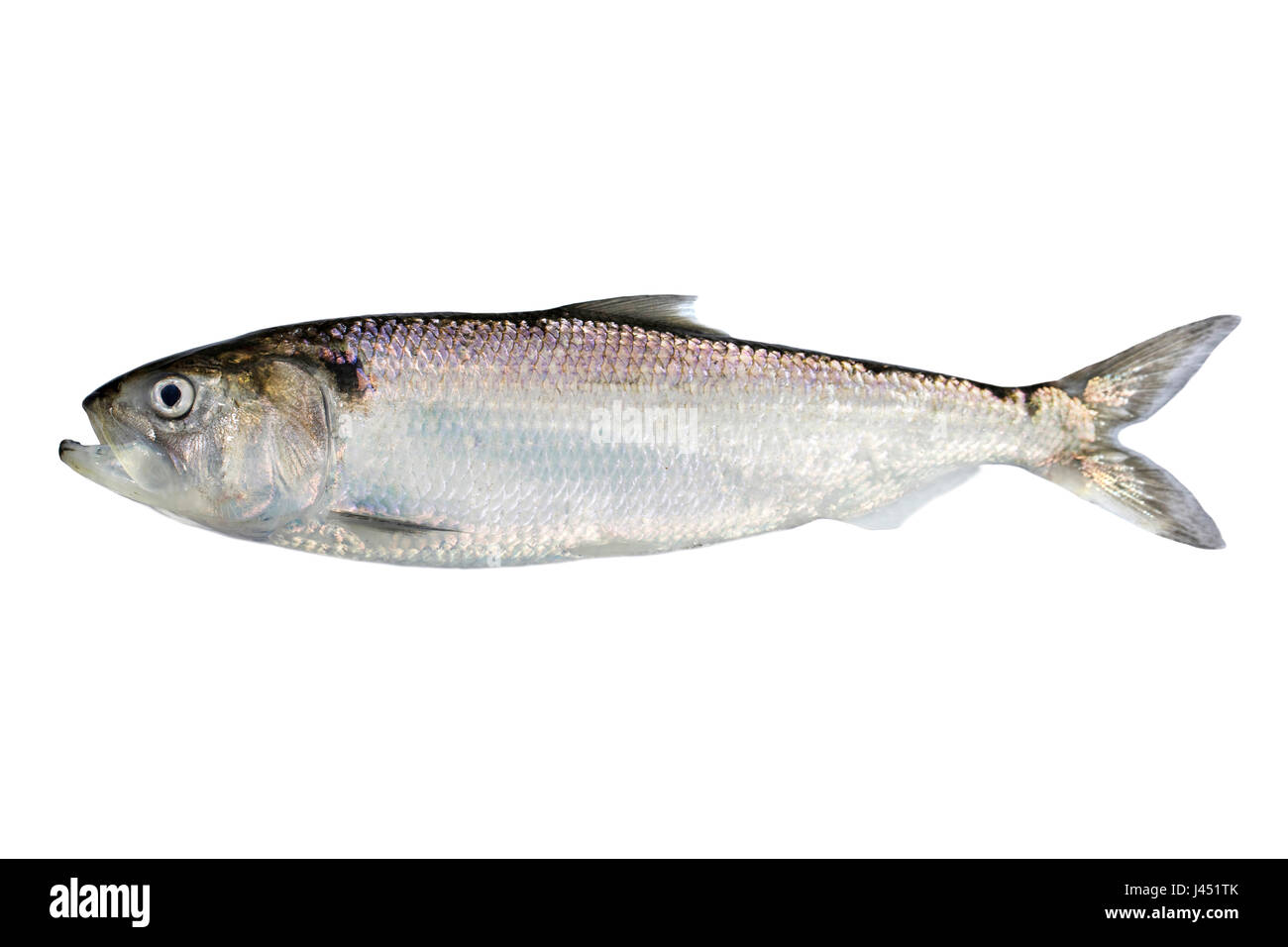 Erwachsenen Twait Shad isoliert auf weiss Stockfoto