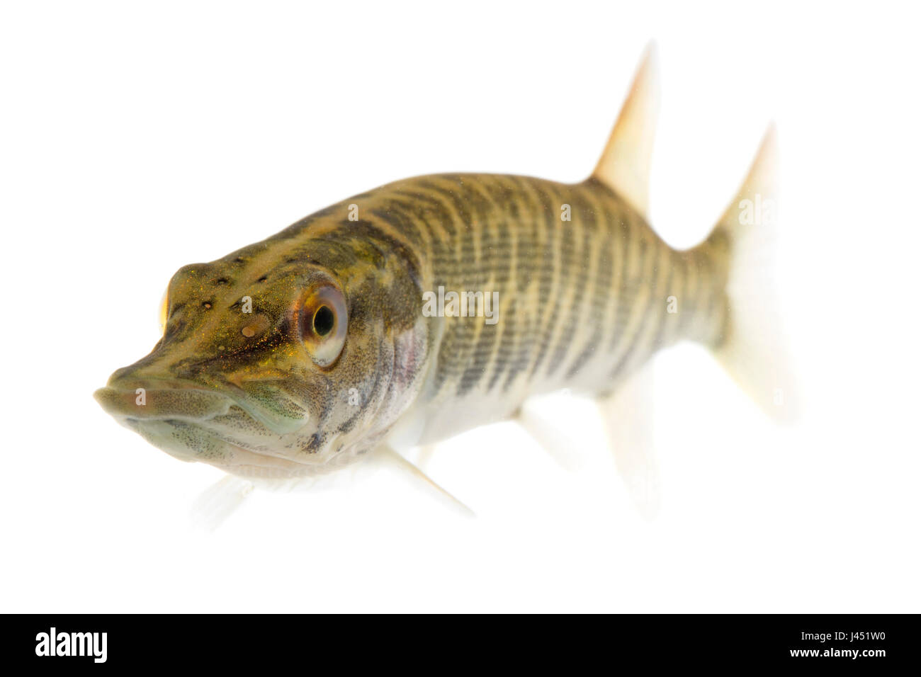 Baby-Hecht von 10 cm isoliert auf weiss Stockfoto