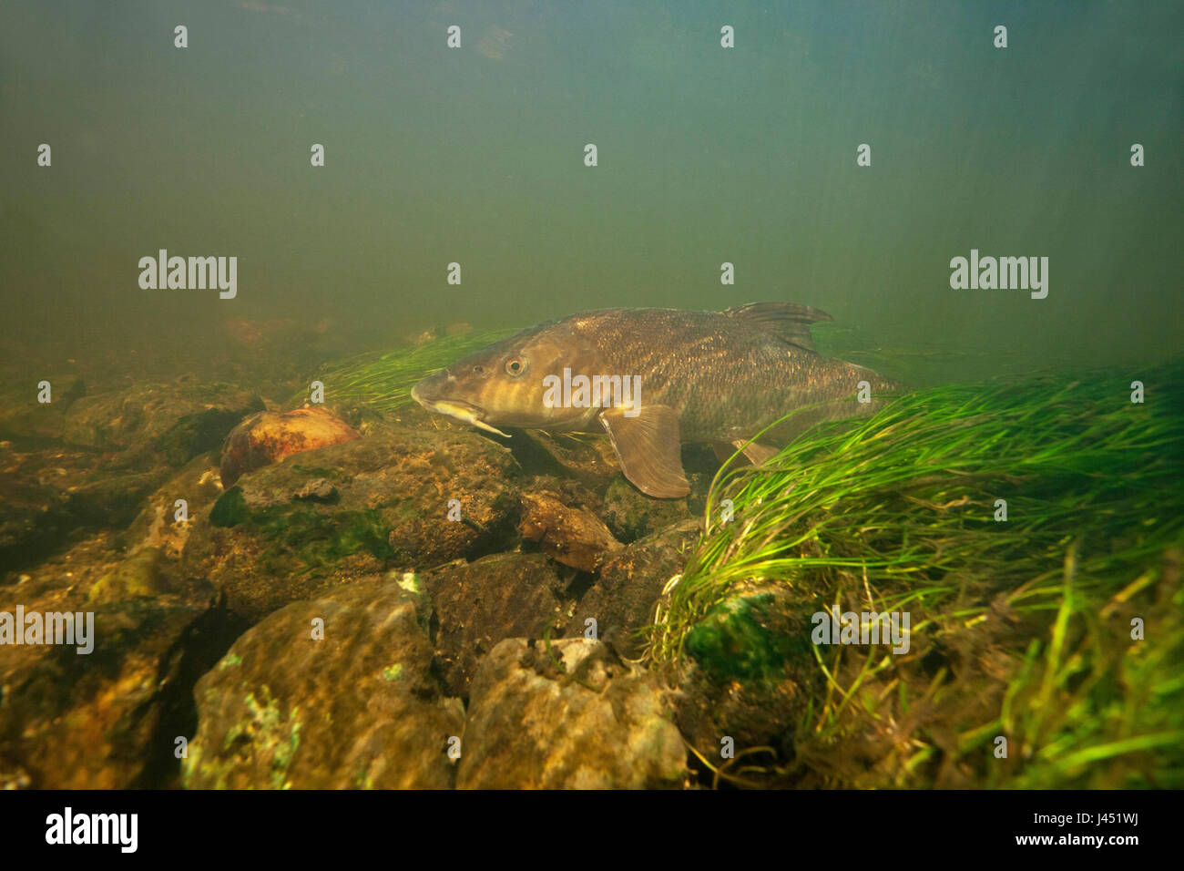 Gemeinsamen Barben unter Wasser in klaren Fluss Stockfoto