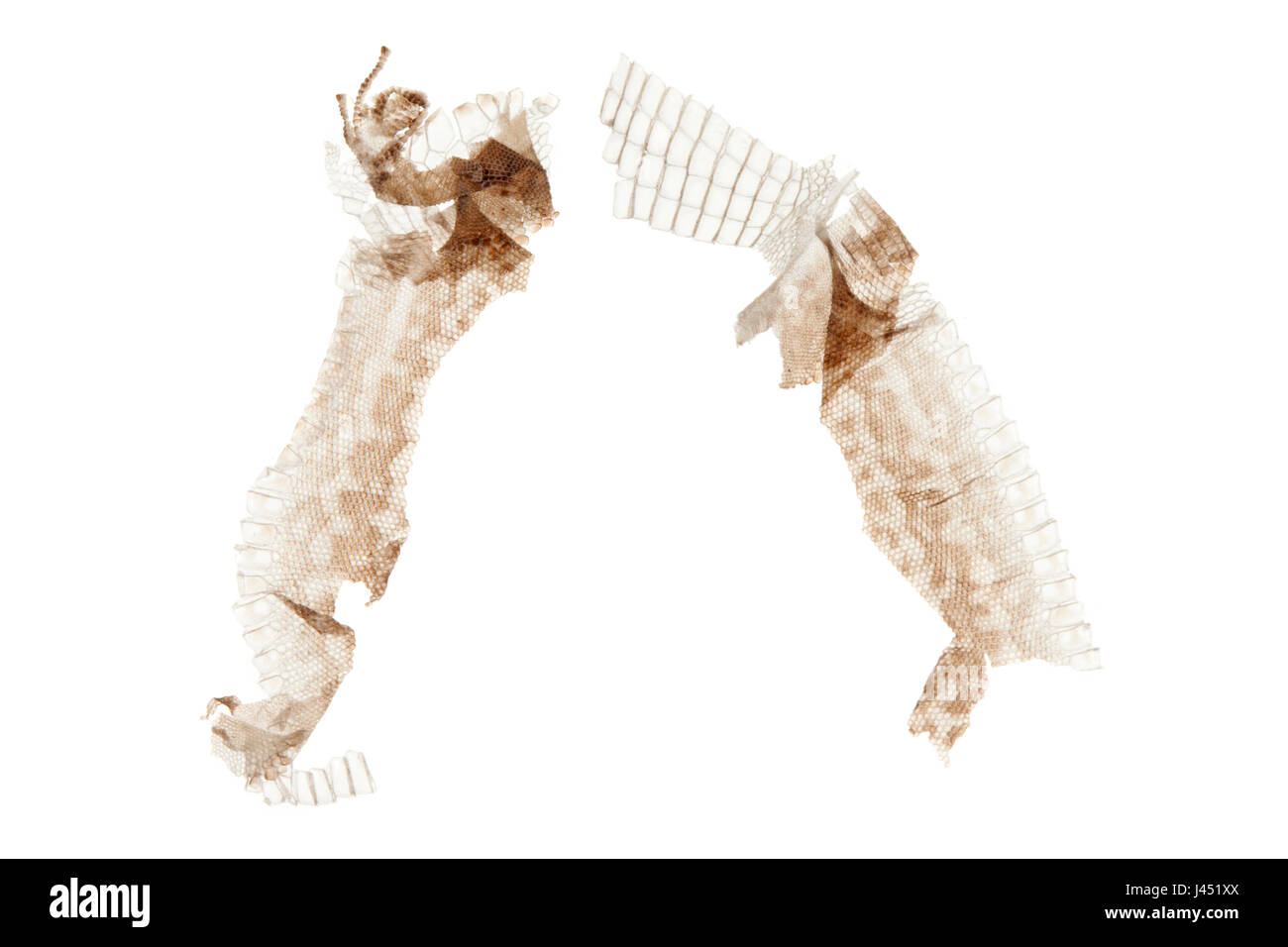 Podarcis Muralis; Sumpf der Mauereidechse Stockfoto