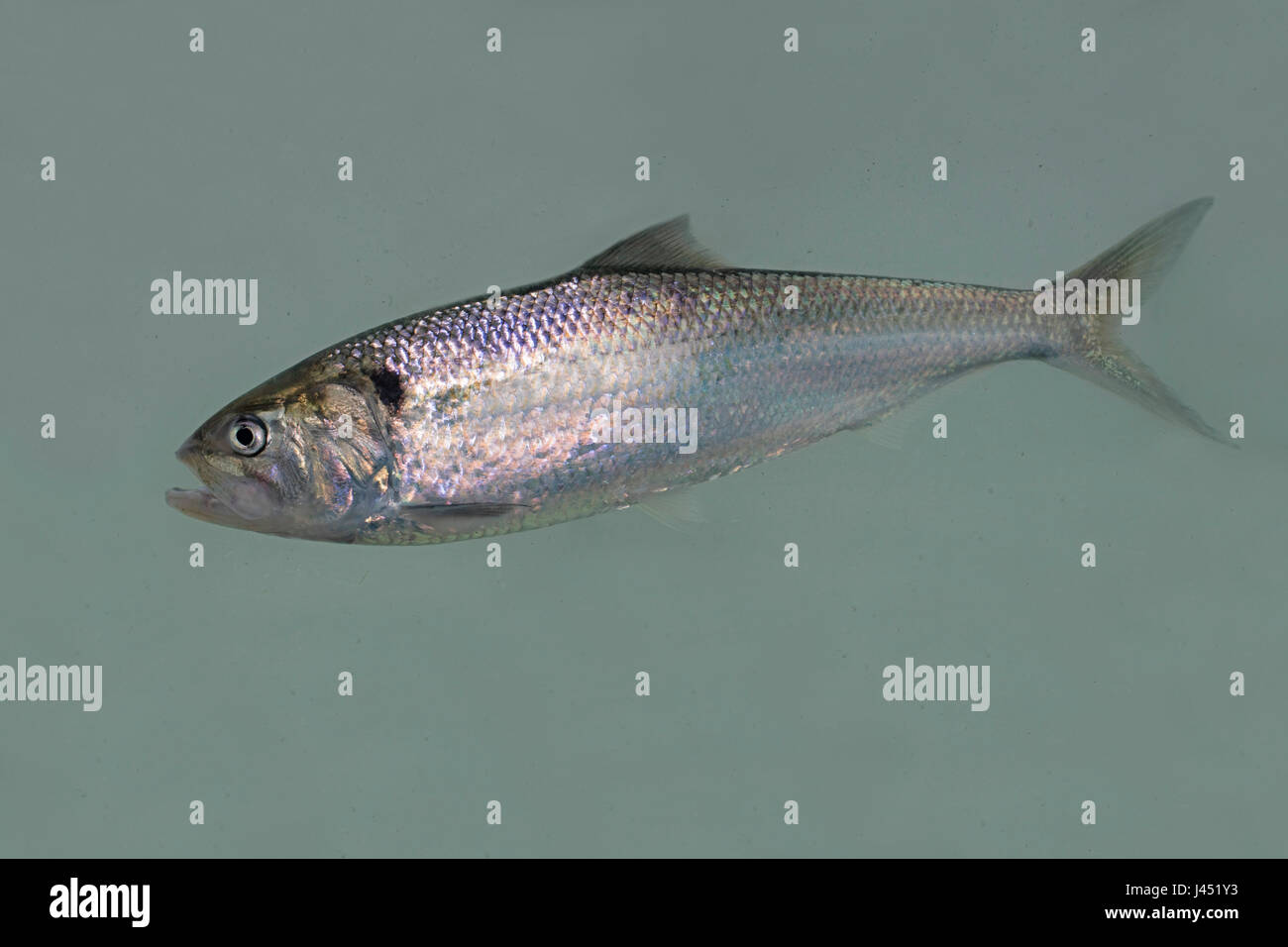 Schwimmen Erwachsene Twait shad Stockfoto