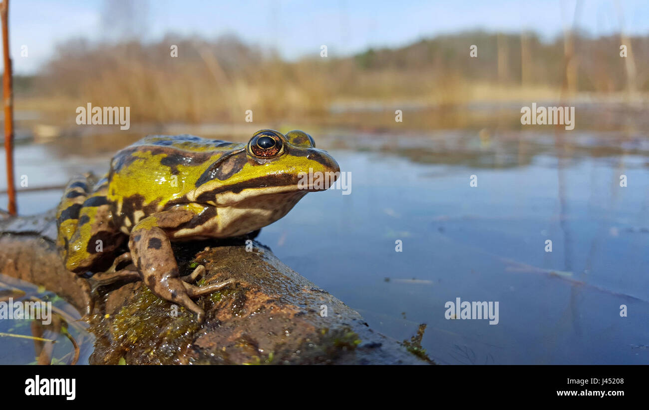 Essbare Frosch in seinem Lebensraum Stockfoto