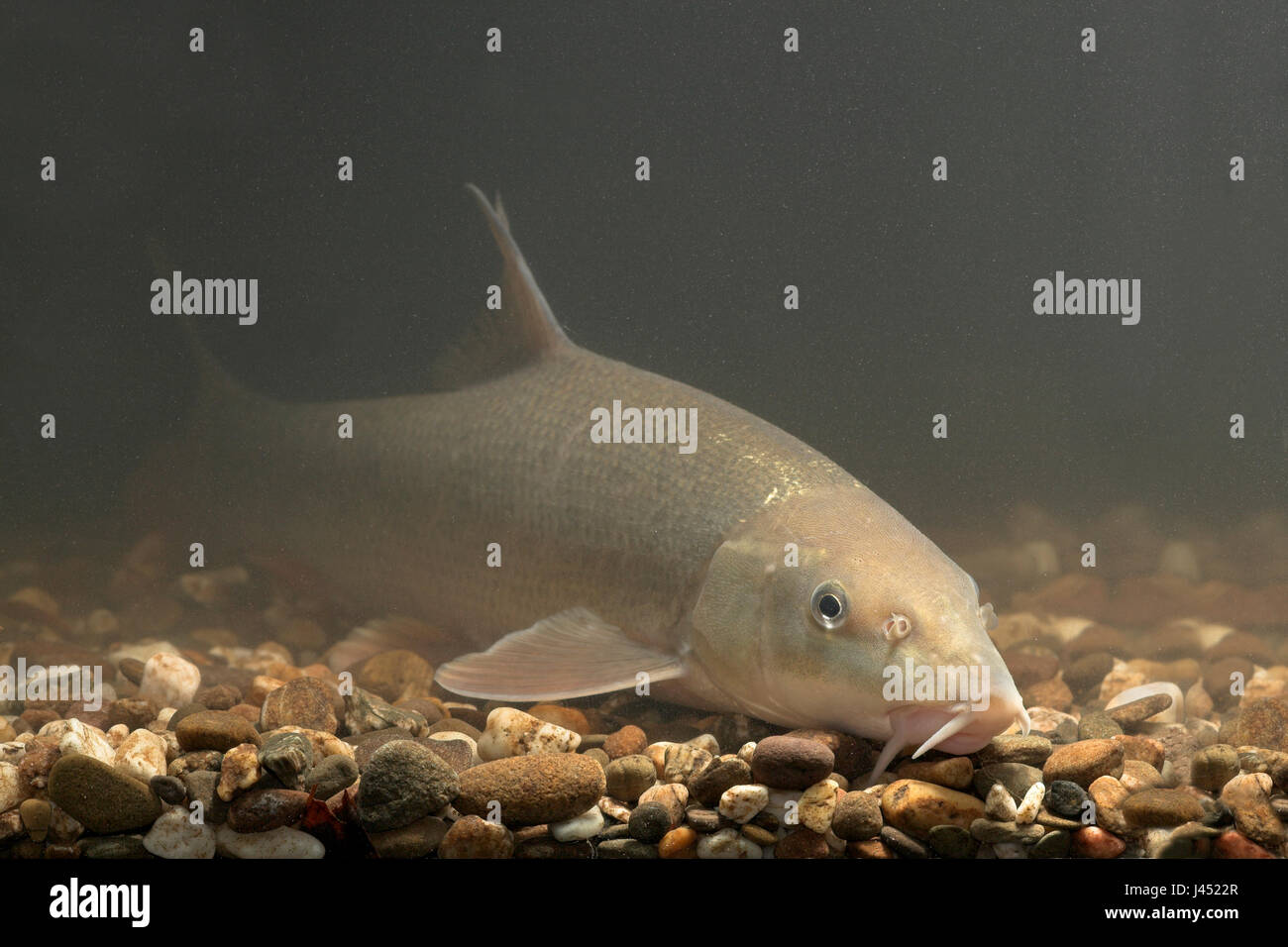 Foto von einer Barbe im Stream auf dem Boden ruhen. Stockfoto