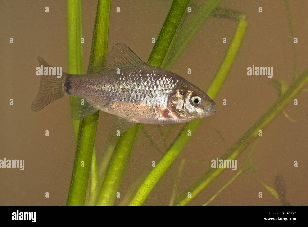 Foto von einer juvenilen Karausche mit den charakteristischen schwarzen Fleck an der Rute gut sichtbar. Stockfoto