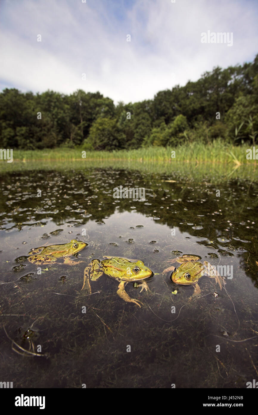 Vertikale Foto von drei essbare Frösche im Teich in ihrer Umgebung. Rana Klepton esculenta Stockfoto