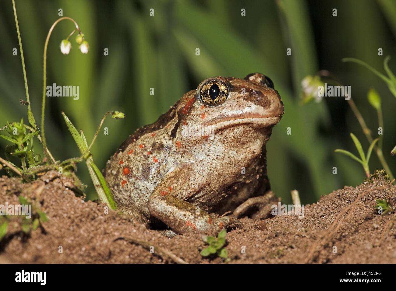 Porträt von einem gemeinsamen katzenähnliche auf landwirtschaftlichen Flächen, der speziell für die Arten, die lockere Erde verwaltet wird zu graben. Stockfoto