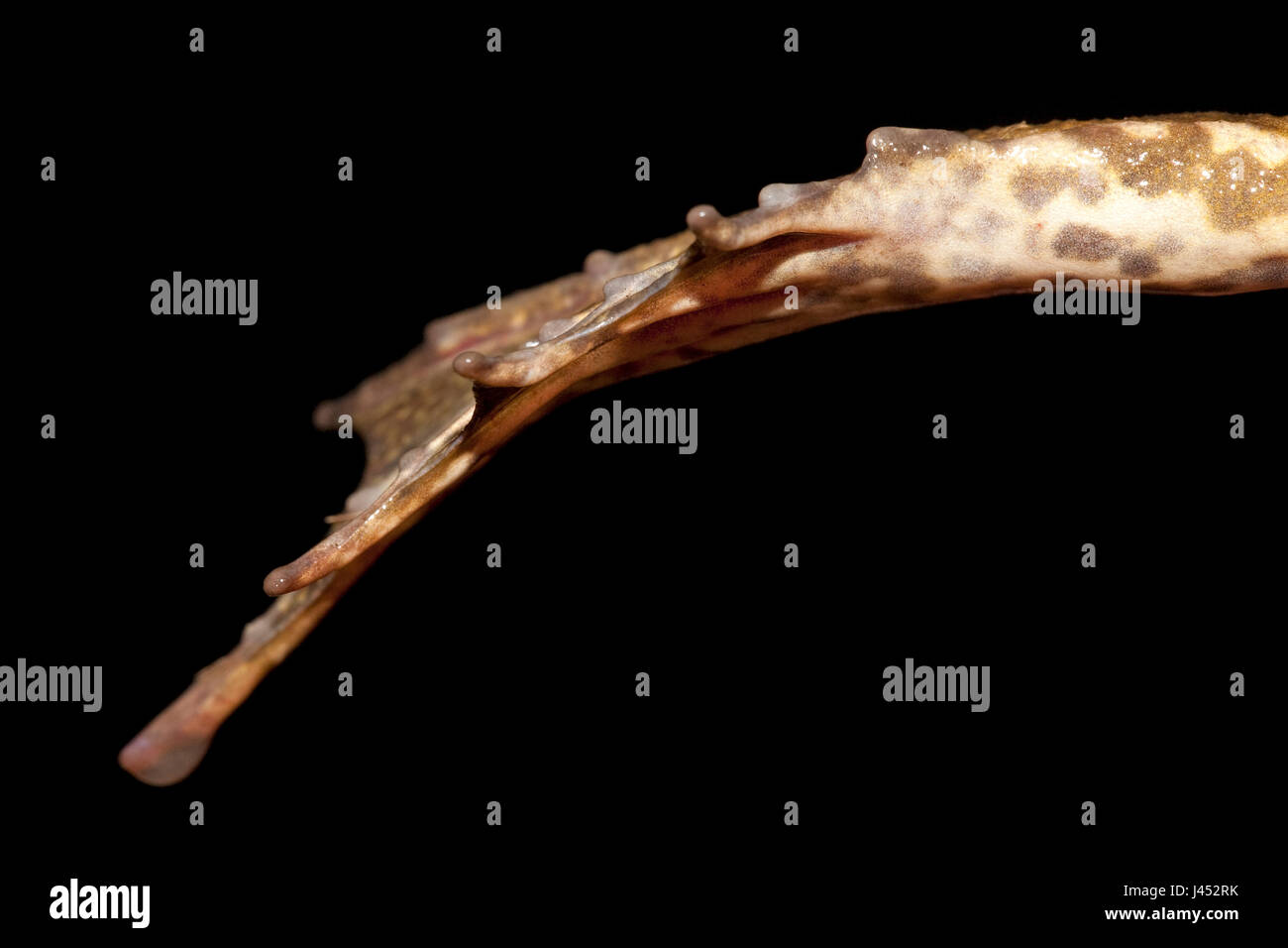 Foto von den Mittelfuß ein Seefrosch. Stockfoto
