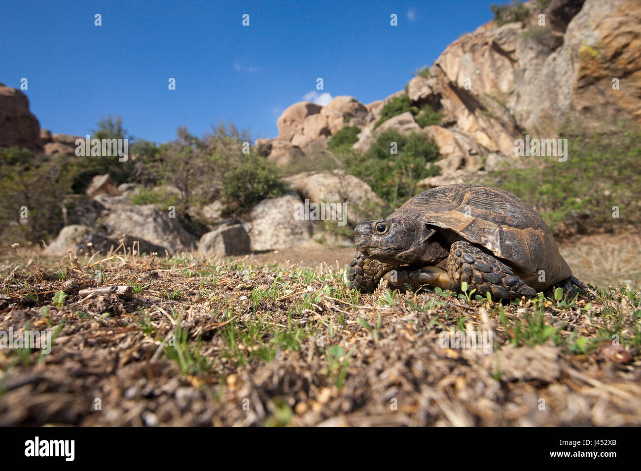 Foto einer Sporn-Thiged-Schildkröte in ihrer Umgebung Stockfoto