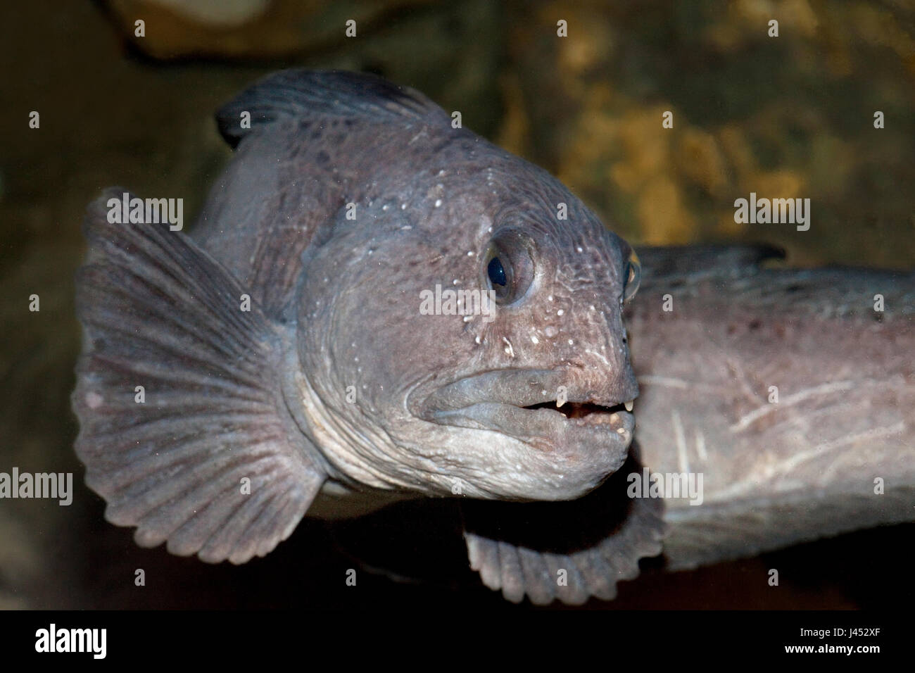 frontale Foto ein Schwimmen Atlantik Steinbeißer Stockfoto