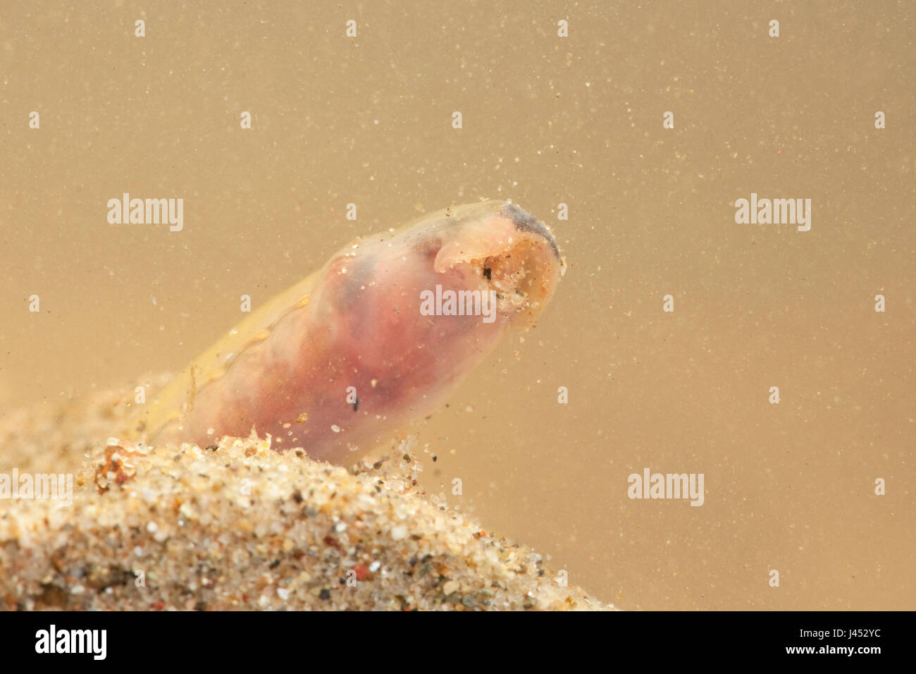 Foto einer Flusslammauge oder Bachlammauge Larven, diese Arten sind so eng verwandt, dass es nicht möglich ist, die Larven im Feld zu identifizieren. An diesem Ort kommen beide Arten vor, so dass die Fotos von beiden Arten sein können. Stockfoto