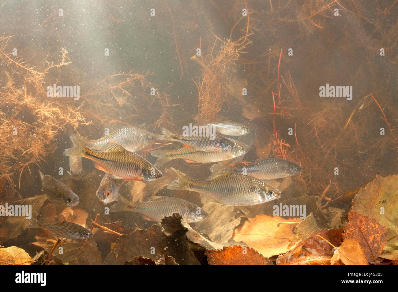 Foto von einem Bitterling schwimmen über dem Boden mit toten Blätter und Wurzeln im Hintergrund mit Licht von oben Stockfoto