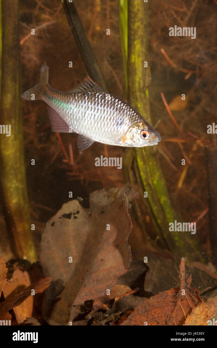 vertikale Foto von einem Swimming-bitterling Stockfoto