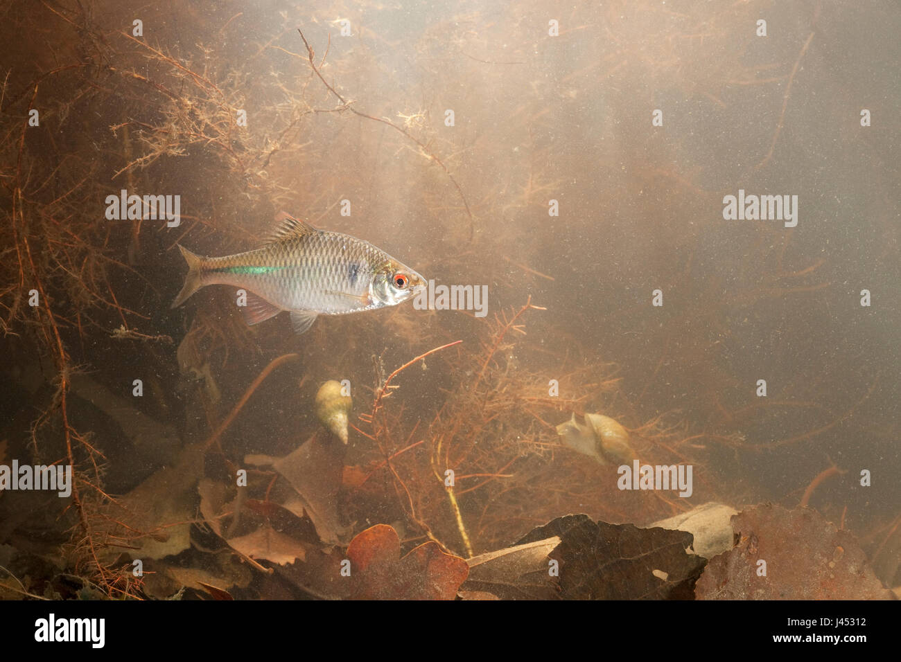 Foto von einem Bitterling schwimmen über dem Boden mit toten Blätter und Wurzeln im Hintergrund mit Licht von oben Stockfoto