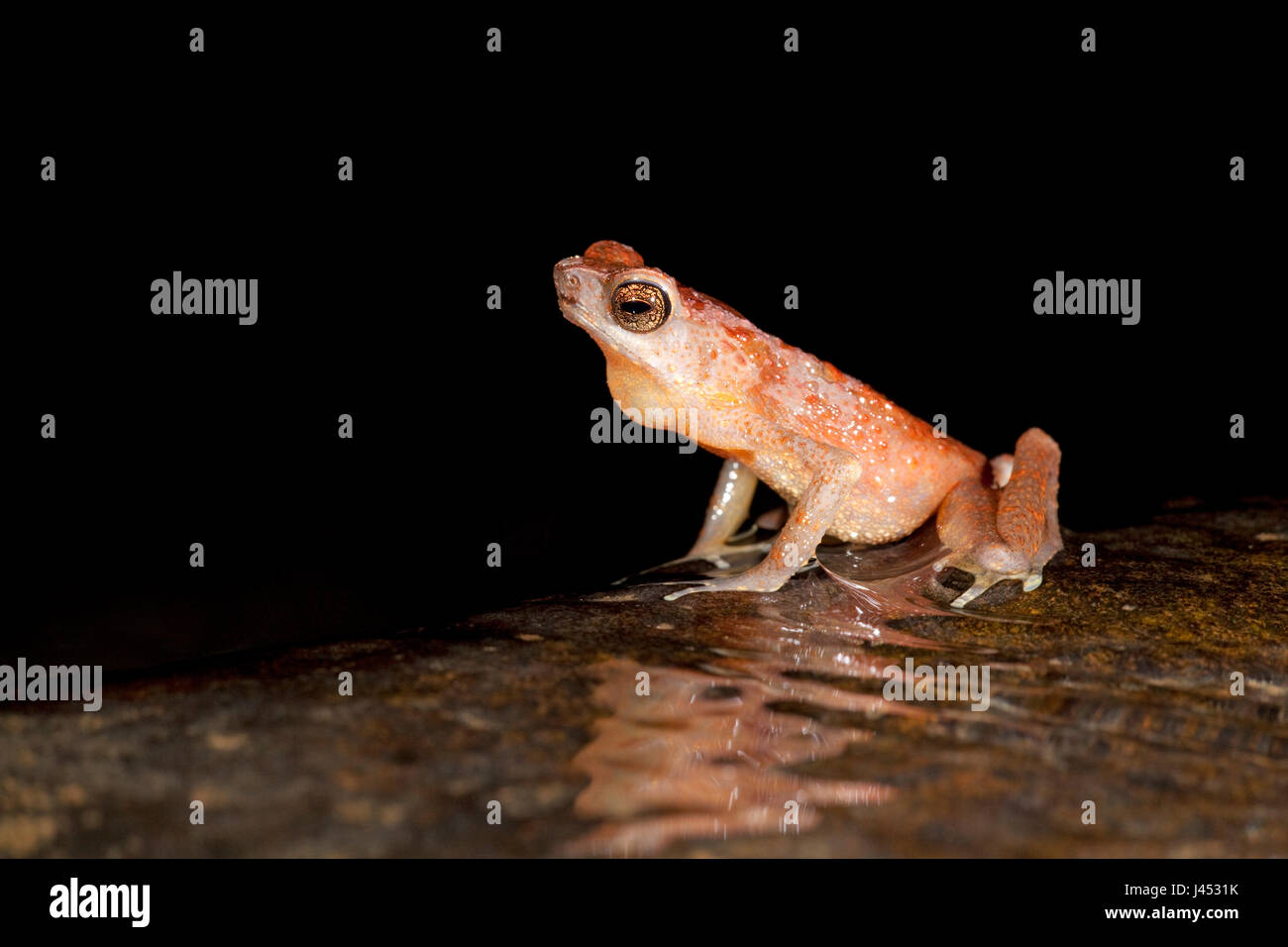 Foto van Een schlank braun Kröte in Het Wasser van Een Beek Roepend; Foto einer braunen schlanken Kröte aufrufen aus im Wasser eines Baches; Stockfoto