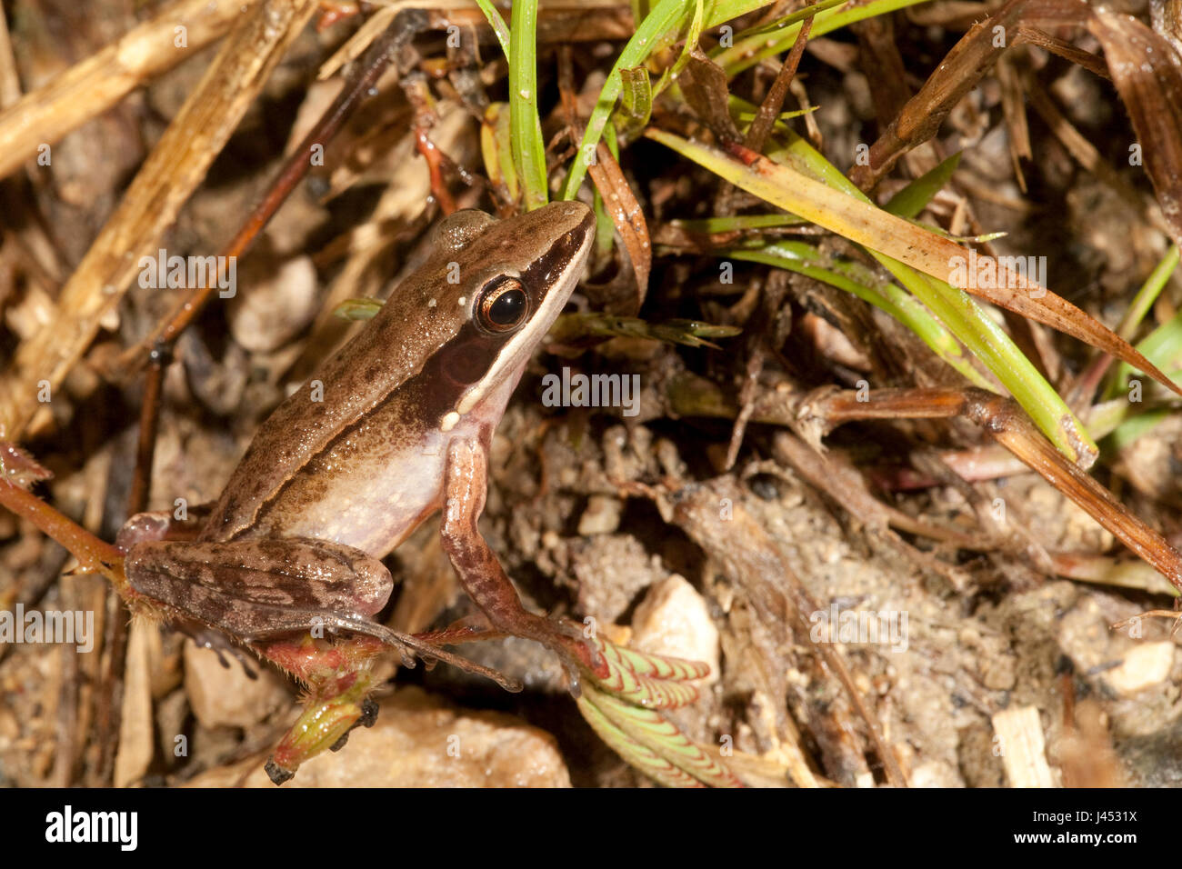Foto van Een Rana Nicobariensis; Foto eines Cricket-Frosches; Stockfoto