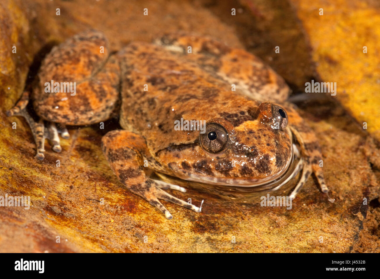 Foto von einem Kuhl Creek Frosch Stockfoto