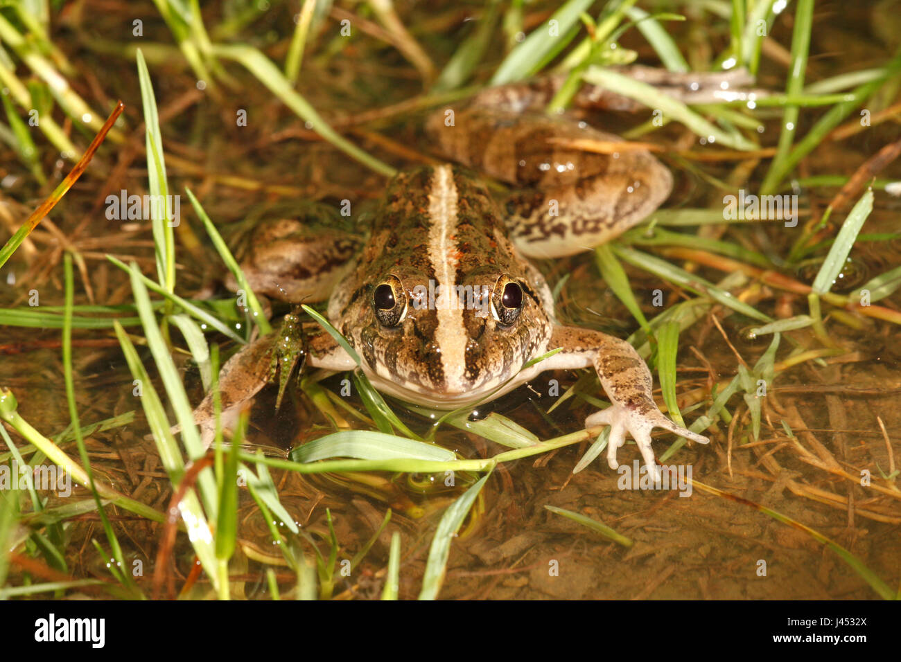 Foto von einem Grasfrosch in eine Rainpool zwischen Rasen Stockfoto