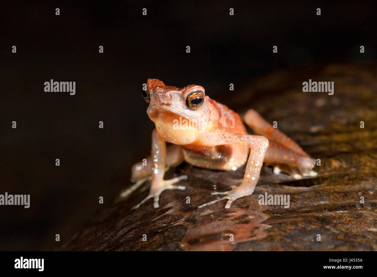 Foto van Een schlank braun Kröte in Het Wasser van Een Beek Roepend; Foto einer braunen schlanken Kröte aufrufen aus im Wasser eines Baches; Stockfoto