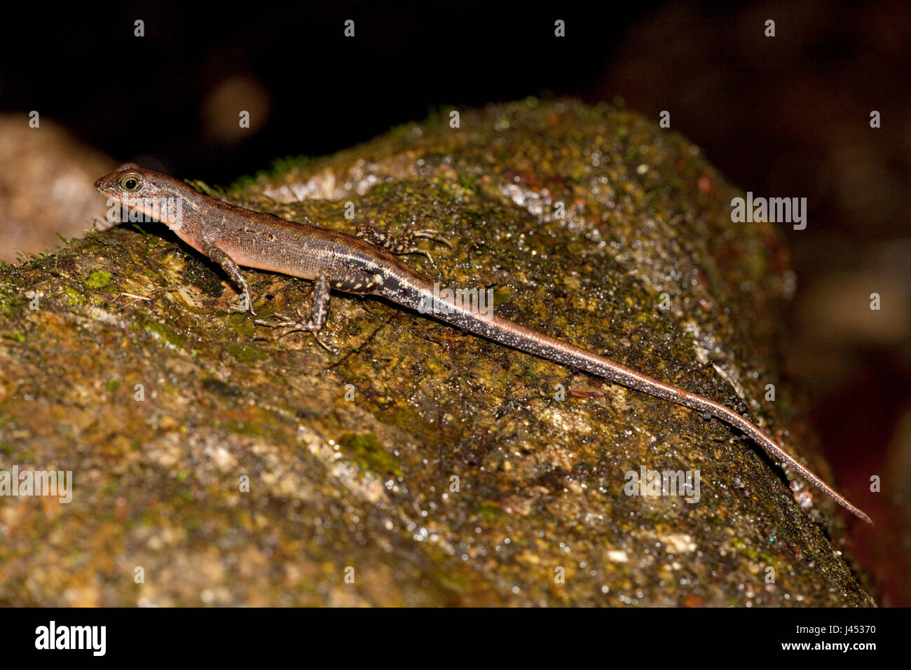 Foto von einem Wurf Skink auf Felsen Stockfoto