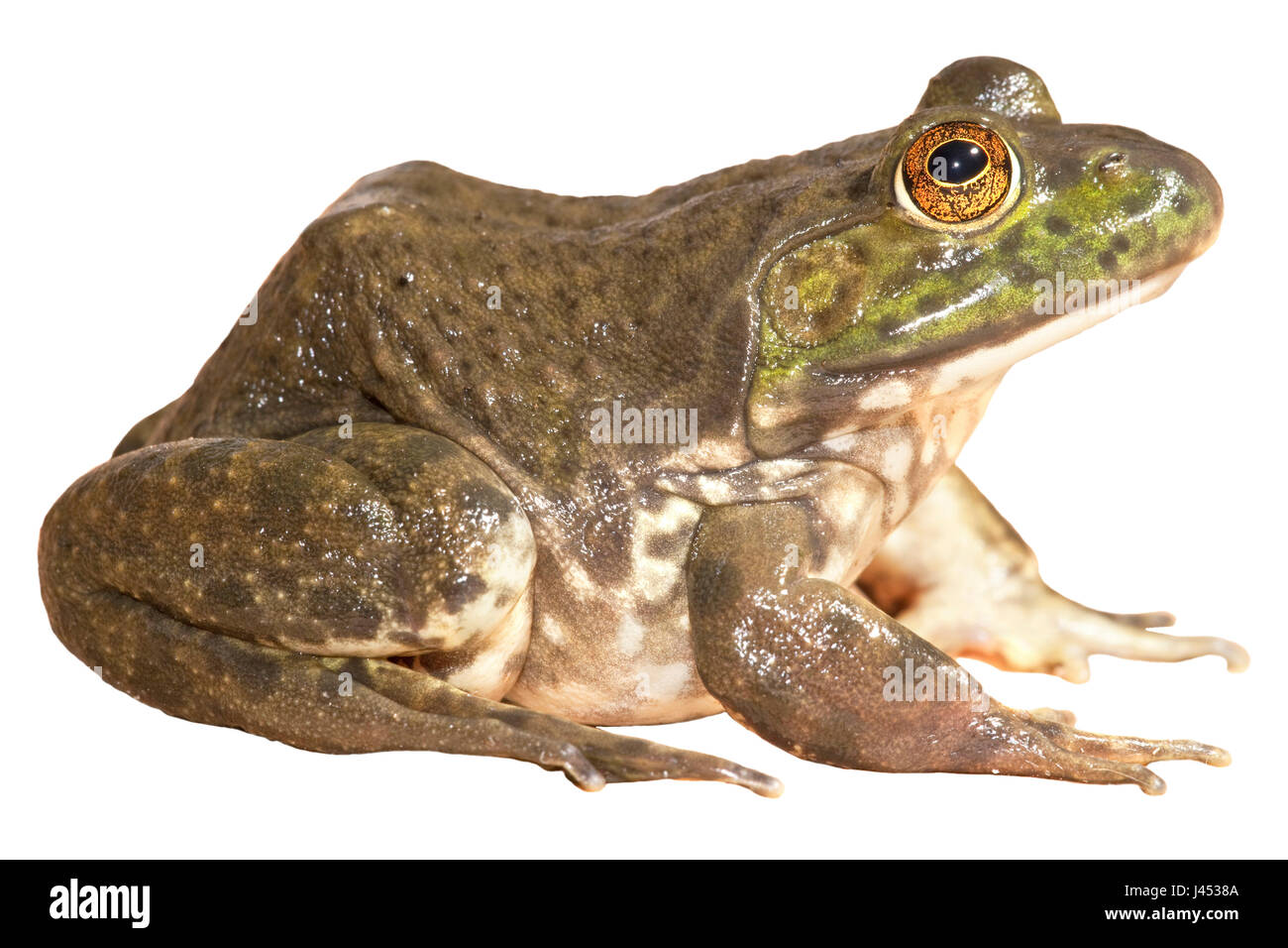 Nordamerika Bullfrog vor einem weißen Hintergrund (gerendert) Stockfoto