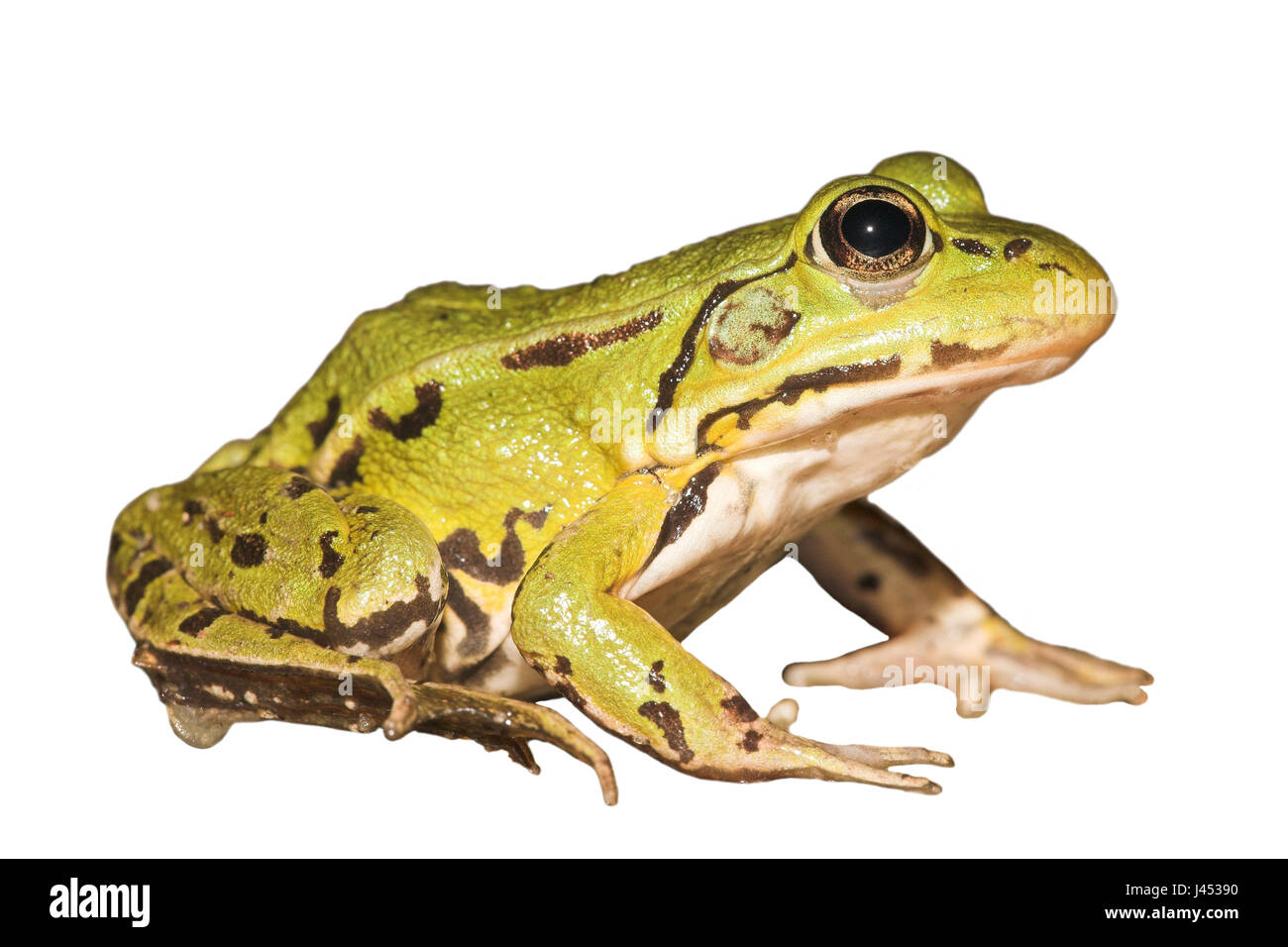 Pool-Frosch auf einem weißen Hintergrund (gerendert) Stockfoto