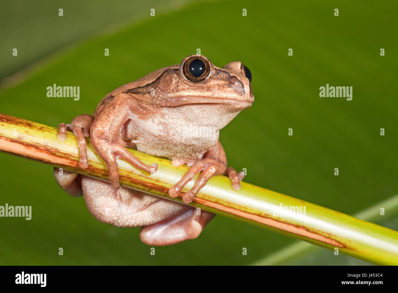 Foto von einem braun-backed Laubfrosch Stockfoto