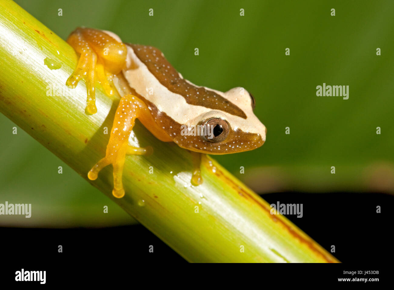 Foto van Een größere Blatt Falten Frosch; Foto von einem größeren Blatt Falten Frosch; Stockfoto