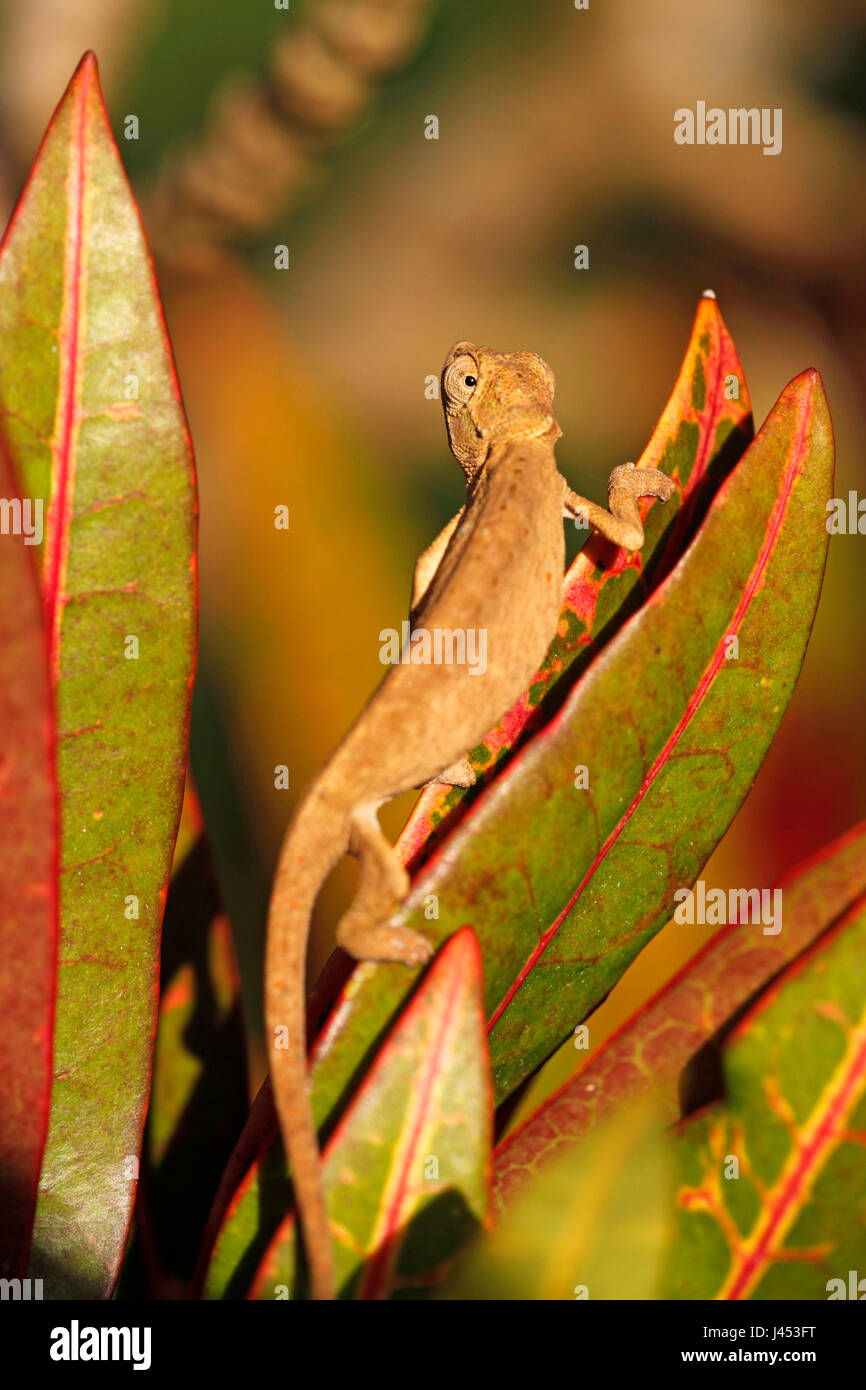 Foto eines Setaros Zwerg Chamäleon auf roten Blättern Stockfoto