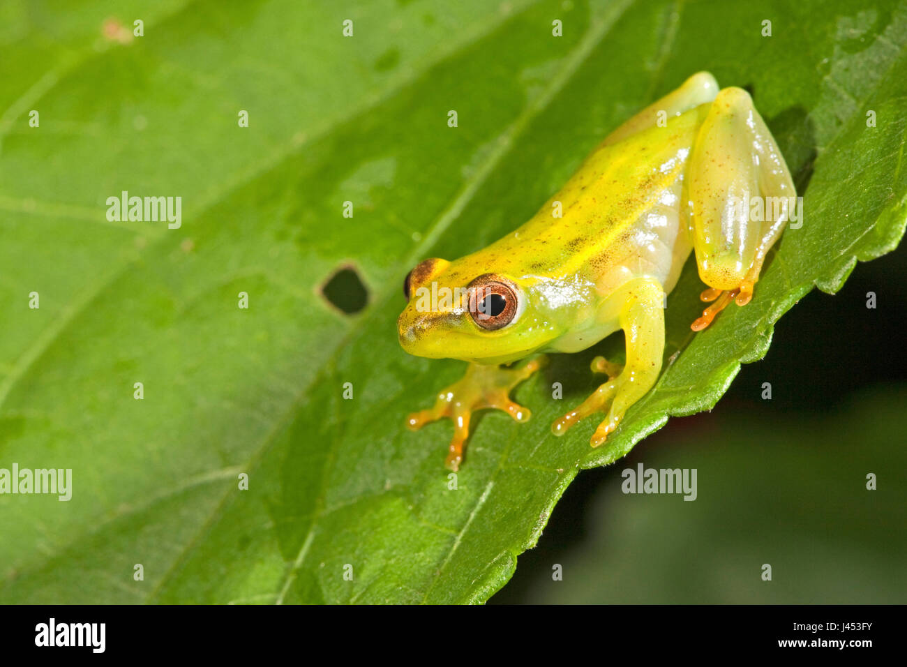Foto von einem Argus Reed Frosch auf einem grünen Blatt Stockfoto