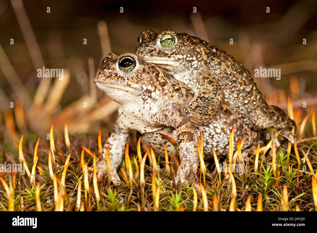 paar Natterjack Kröten Migration in Richtung Zucht-Teich Stockfoto