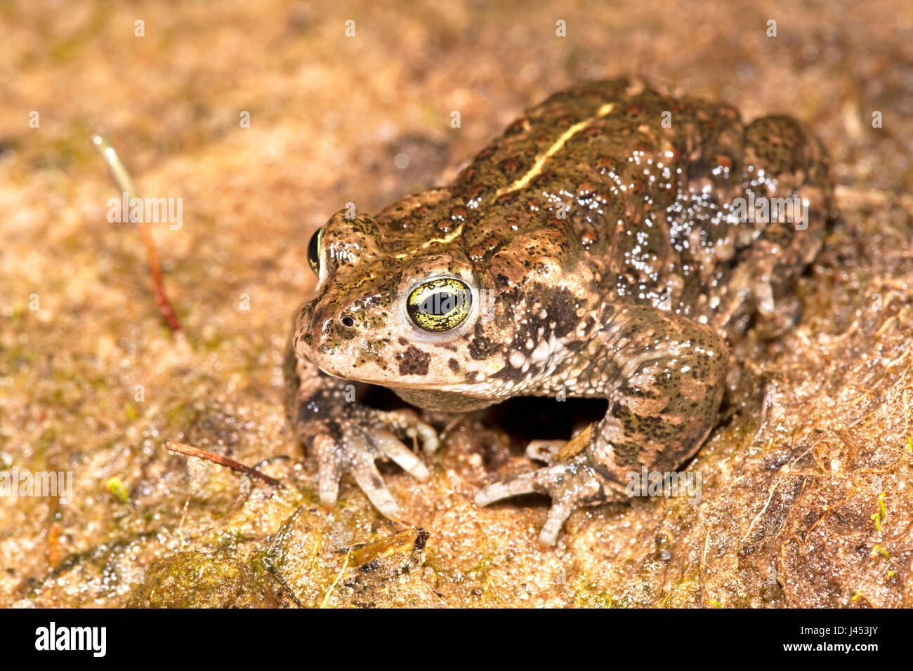 Foto einer Natterjack Kröte mit seinen Streifen auf dem Rücken gut sichtbar Stockfoto