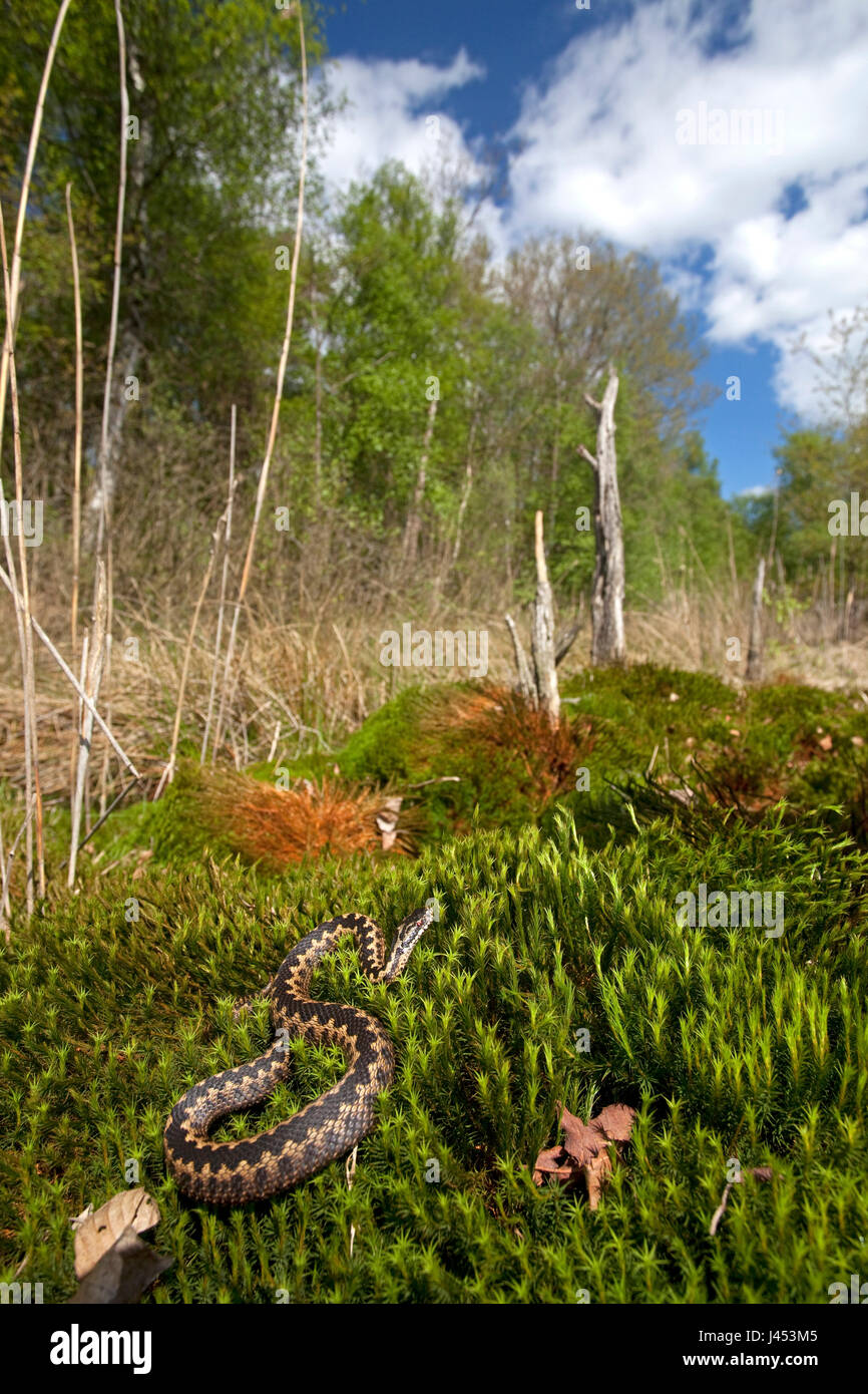 Foto von einer gemeinsamen Viper in ihrer Umgebung Stockfoto