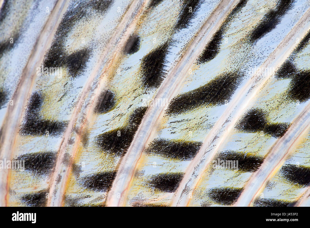 Detail der Rückenflosse von Zander Stockfoto