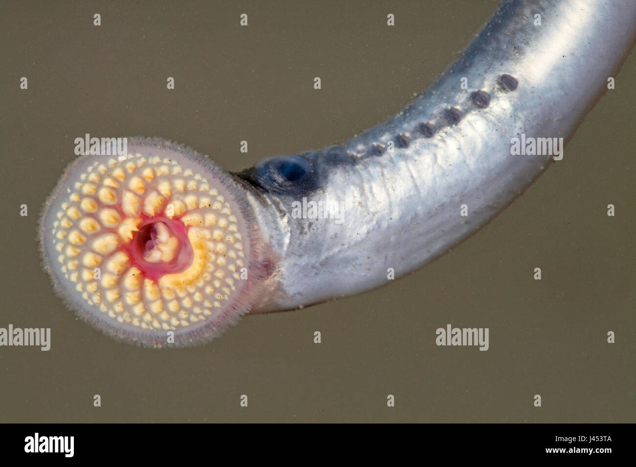 junge Meerneunauge mit seinem Mund öffnen, so dass die zylindrisch platzierte Zähne gut sichtbar sind Stockfoto