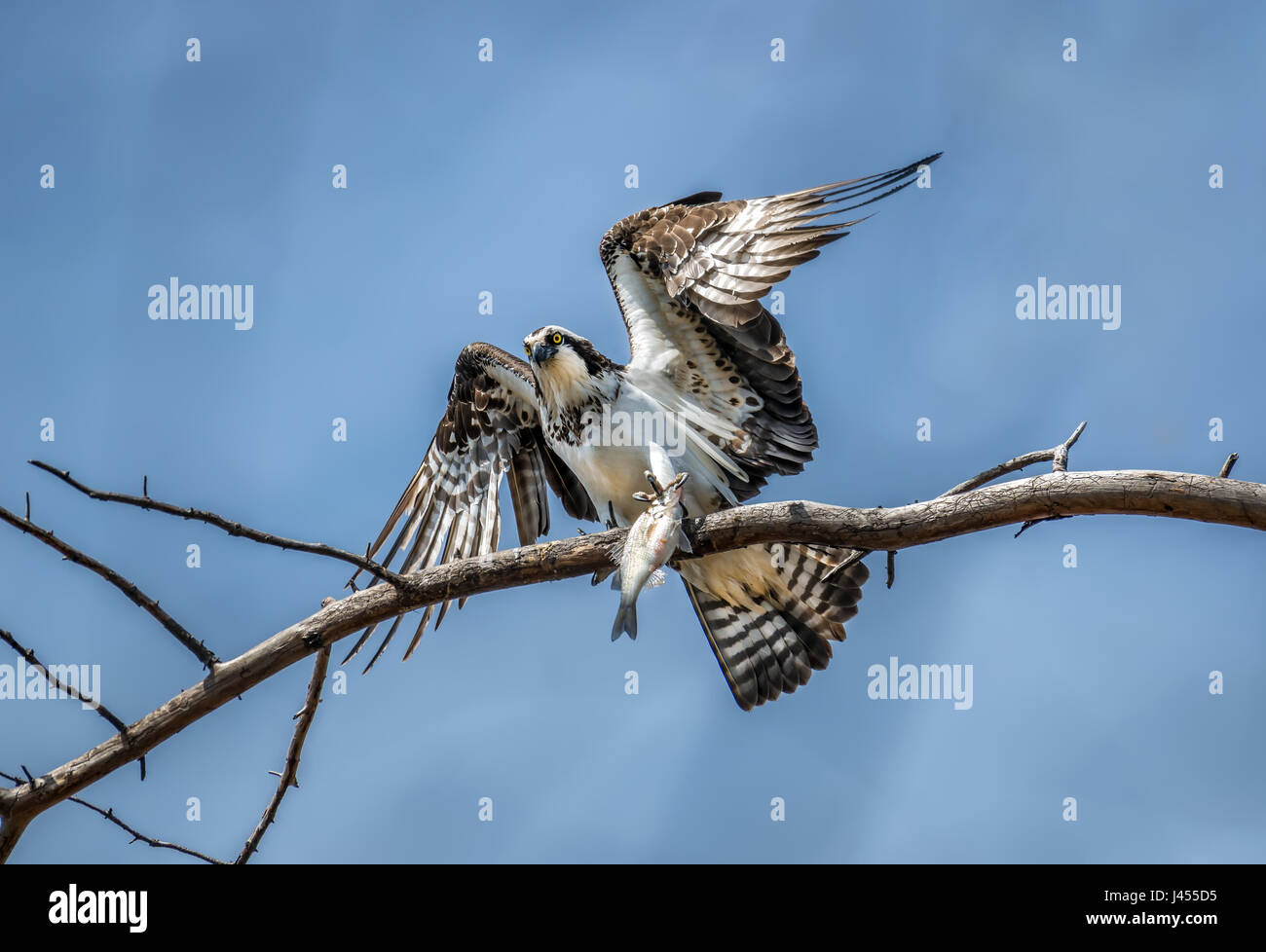 Fischadler hält einen frisch gefangenen Fisch in seinen Krallen in einem Baum Stockfoto