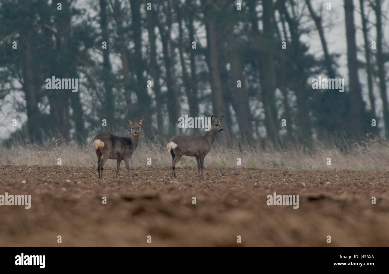 Ein paar Rehe - Capreolus Capreolus, Frühling. UK Stockfoto