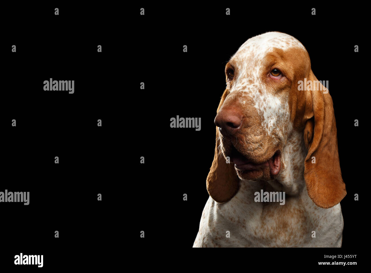 Porträt der Bracco Italiano Hund mit Curious Gesicht auf isolierte schwarzer Hintergrund Stockfoto