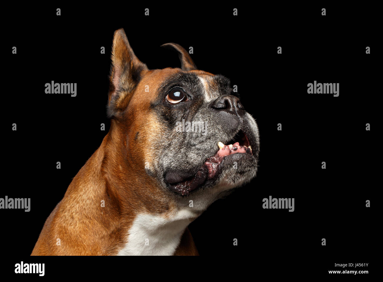 Porträt von lustigen Boxer Hund suchen auf isolierte schwarzer Hintergrund Stockfoto