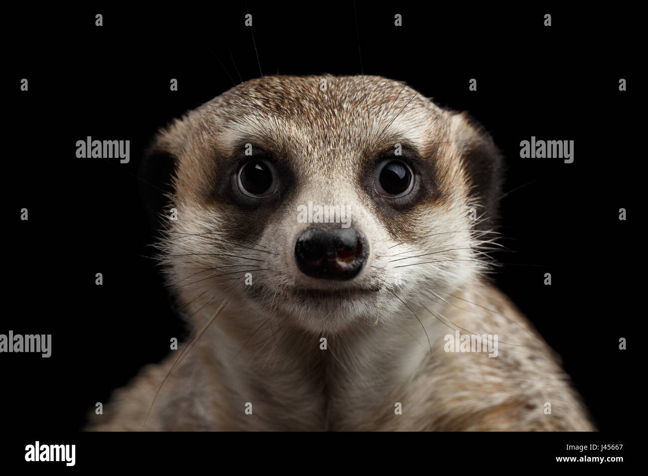 Erdmännchen auf schwarzem Hintergrund isoliert Stockfoto