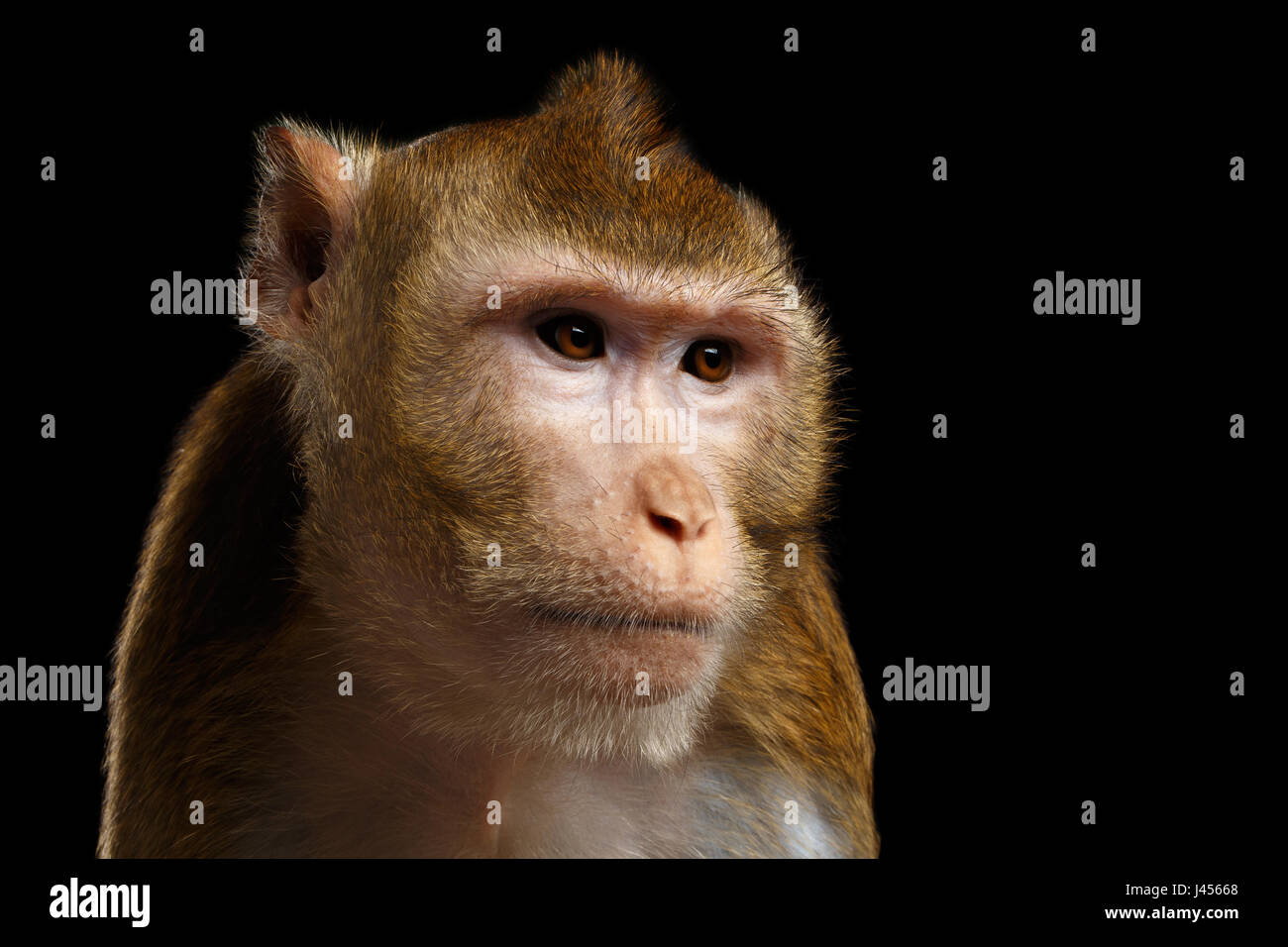 Porträt-Affe, Long-tailed Macaque, Crab-Essen Stockfoto