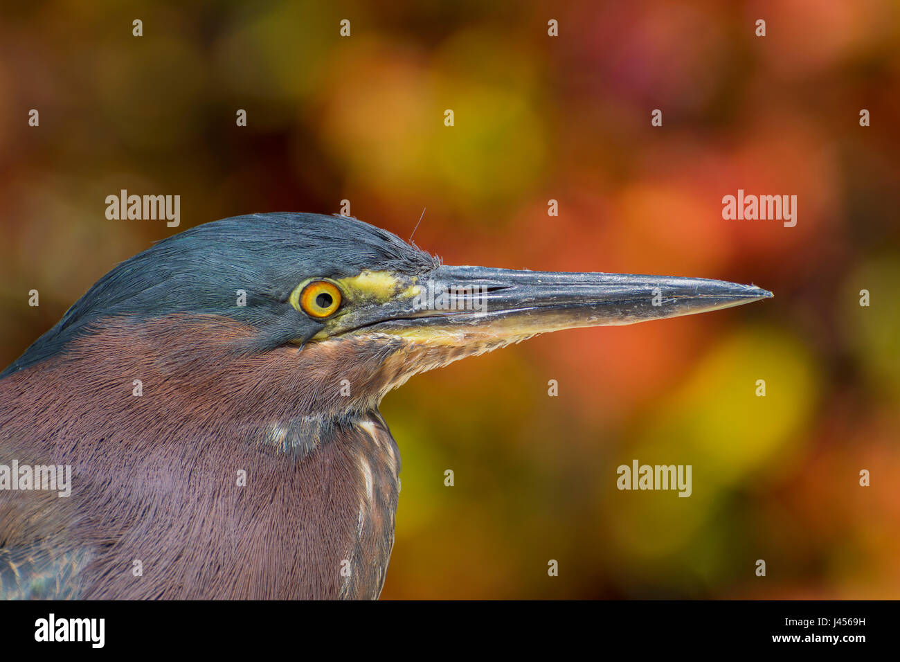 Green Heron close up - Anna Maria Island, Florida, USA Stockfoto
