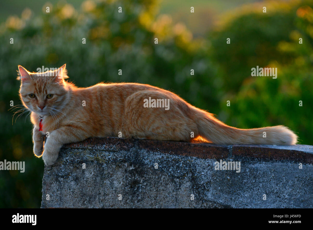 Ingwer Katze ruht auf Steinmauer, Blick in die Kamera. Die späten Nachmittag Sonne im Hintergrund leuchtet es schön beleuchtete Highlights geben. Stockfoto