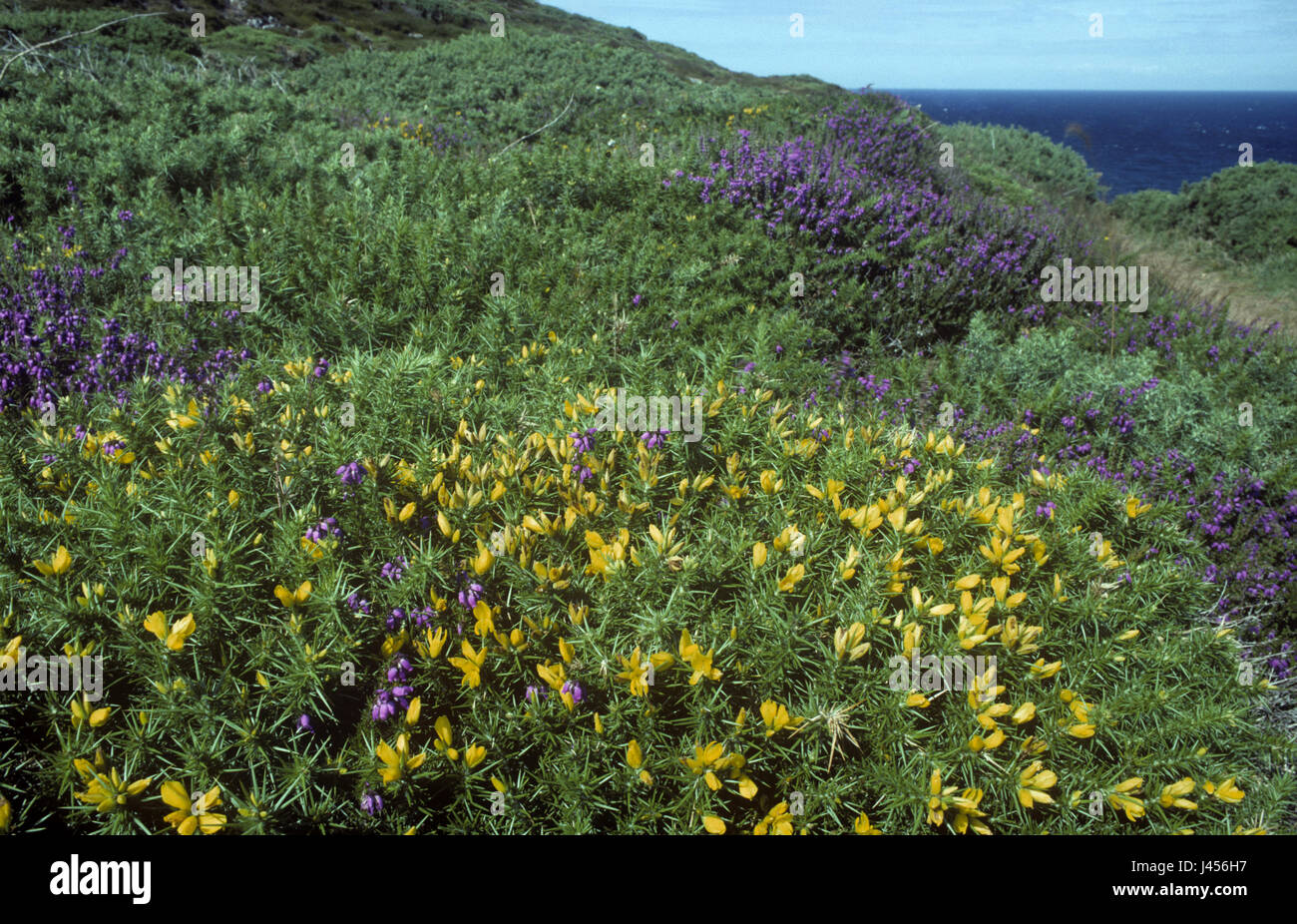 Maritime Heide an der britischen Küste Stockfoto