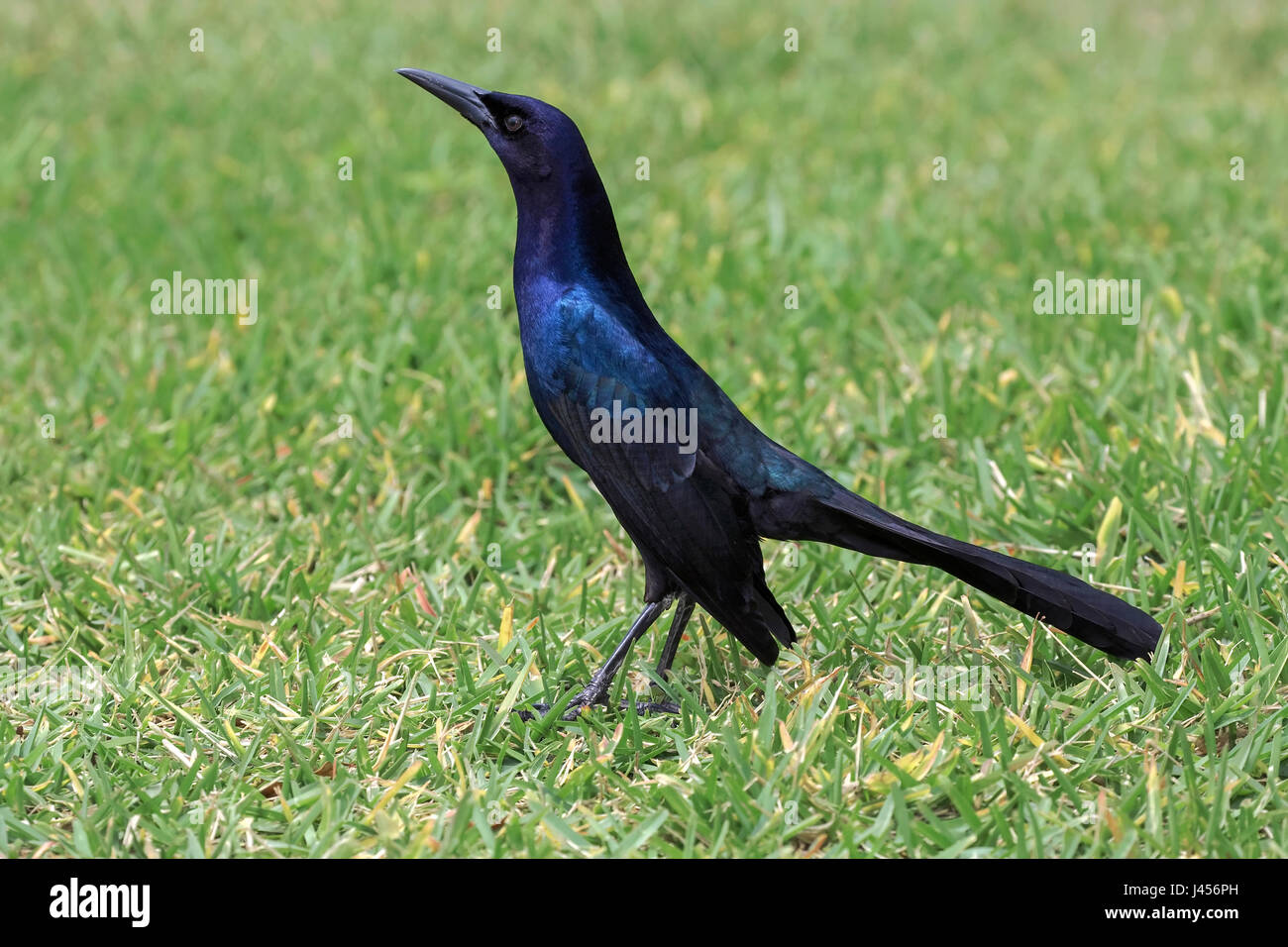 Boot-angebundene Grackle - Quiscalus großen Stockfoto