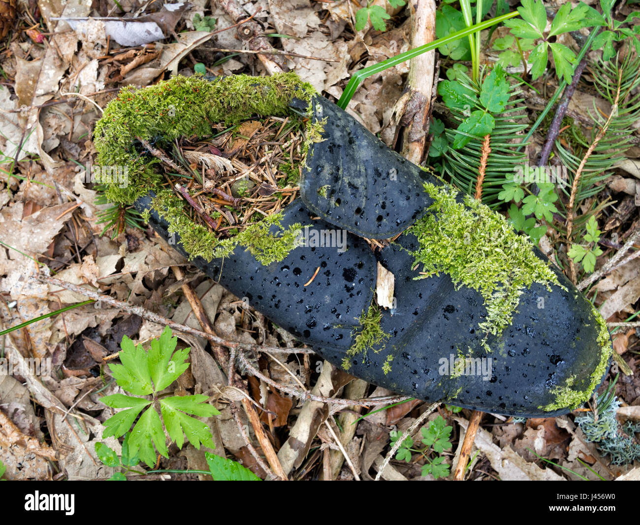 Alter Schuh, in Wäldern, Moos wächst. Lange verlorenen und vergessenen Element. Stockfoto Alter Schuh, in Wäldern, Moos wächst. Lange verlorenen und vergessenen Element. Stockfoto