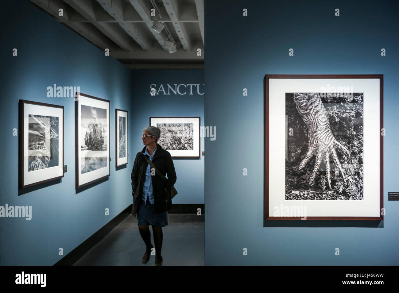 Ansichten des Sebastiao Salgados "Genesis"-Fotoausstellung im CO-Galerie, Berlin. Derek Hudson / Alamy Stock Stockfoto