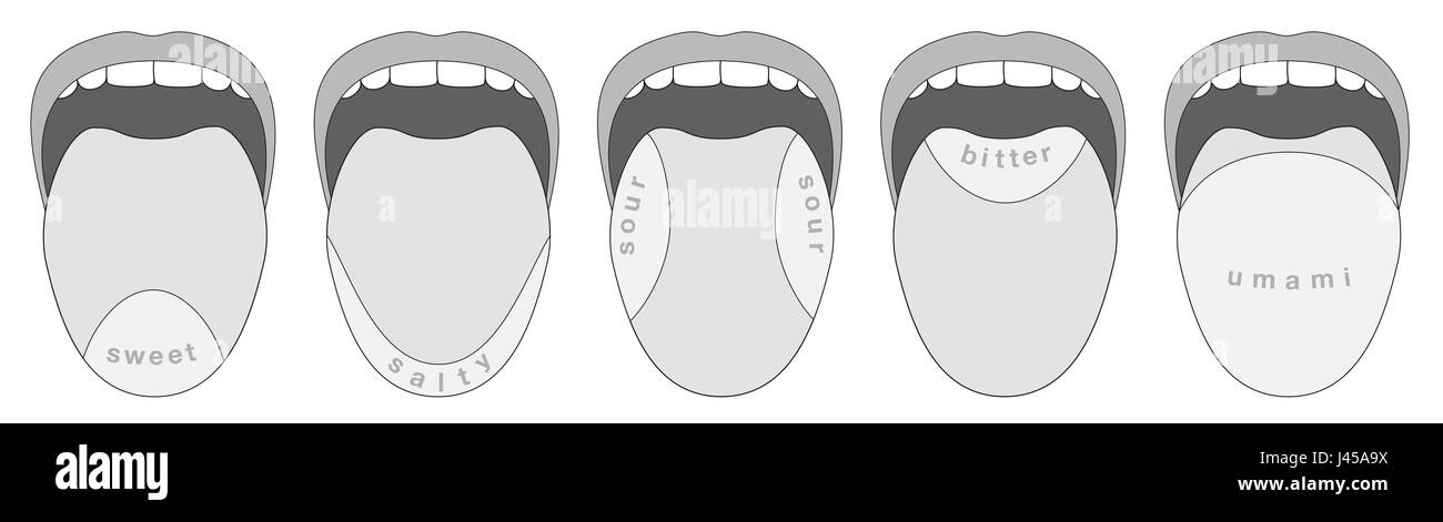 Geschmacksnerven Bereiche der menschlichen Zunge - süß, salzig, sauer, bitter, Umami - Graustufen-Illustration auf weißem Hintergrund. Stockfoto